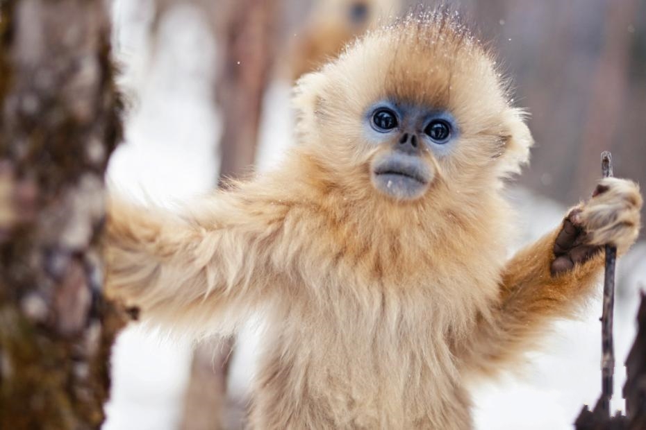 �������r(n��ng)�ܣ�ѩ�н�z���ȑB(t��i)ʮ�����ː�