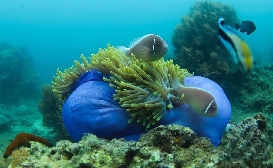 �����������Ї�(gu��)�ׂ�(g��)�Ꭷ��������(ch��ng)�r�γ��F(xi��n)