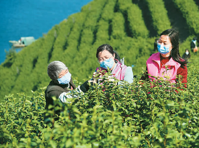 �㽭���� ���������š��o(h��)�{�Gɫ�l(f��)չ