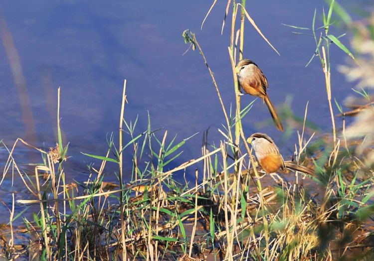 ���B(ni��o)�д���؈�����fȸ�����F(xi��n)Ȫ��