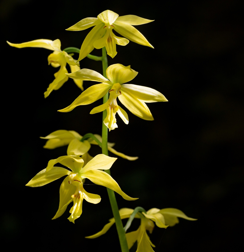 ����ɽ�}�״ΰl(f��)�F(xi��n)����һ�����oֲ����S���r���m