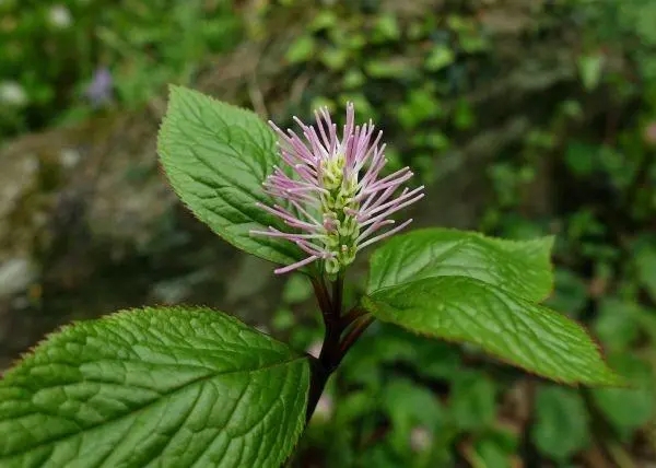 ��h�S��l(f��)�F(xi��n)һ��(g��)ֲ���·N