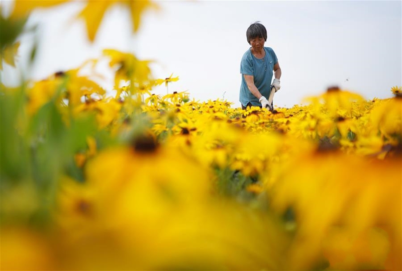 ��ˎ�ķNֲ�`�š�������(j��ng)����