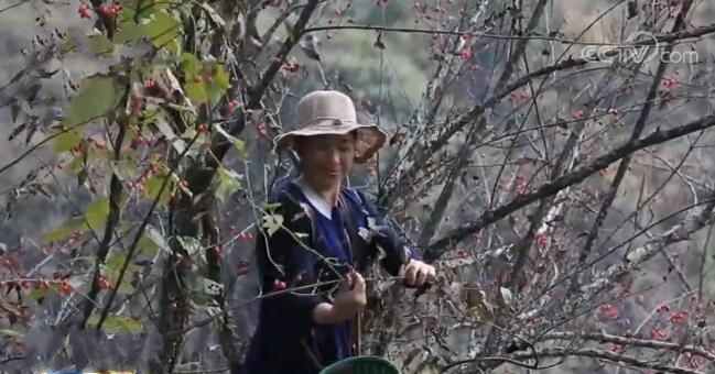 ����쨿h����5000��ɽ�����S�� �a(ch��n)�������r(n��ng)������