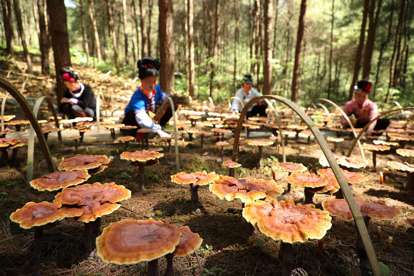 �F�ݣ�����`֥�����wȺ���͘I(y��)���պá���ؐ��