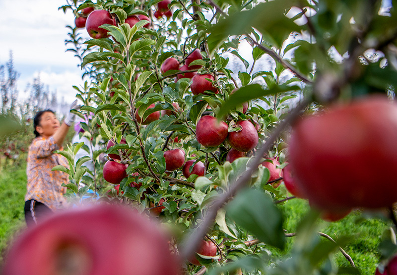 �nɽ�_�� �O���S��