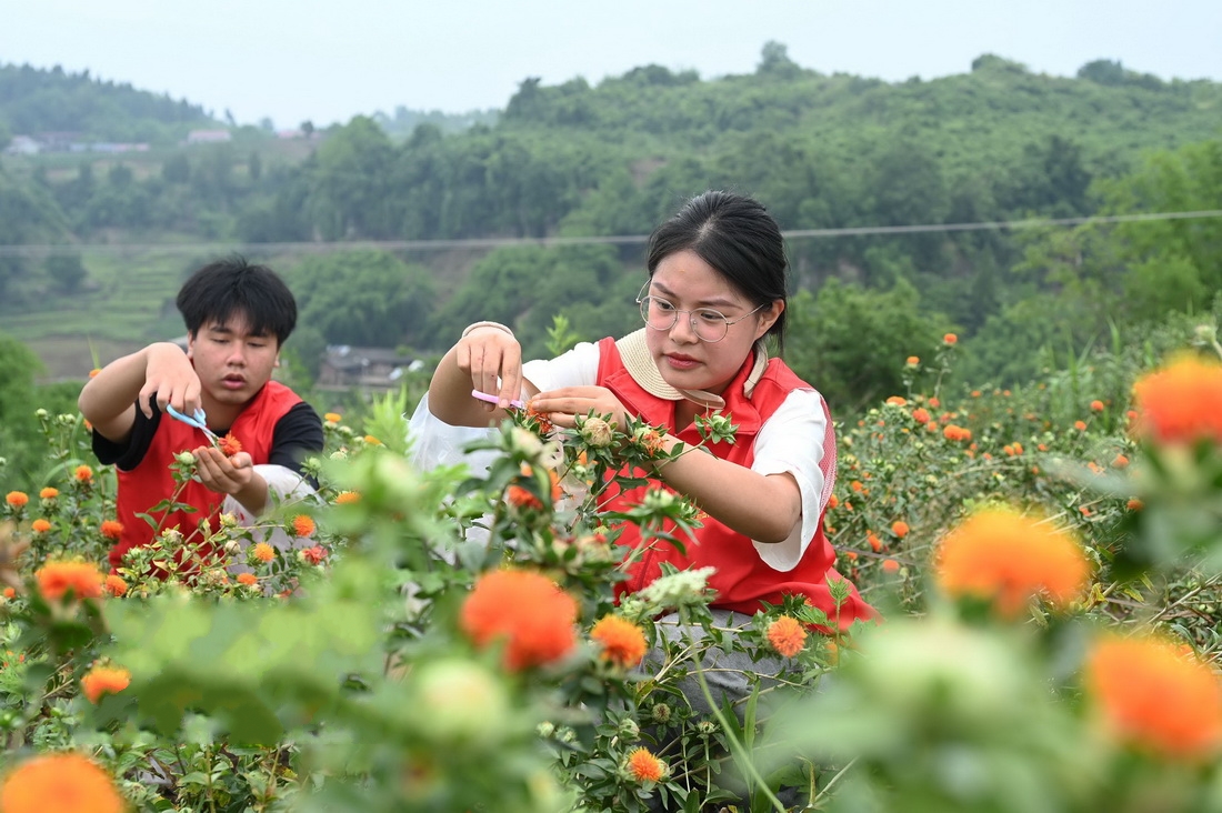 �Ĵ���(n��i)������ɫ�Nֲ������