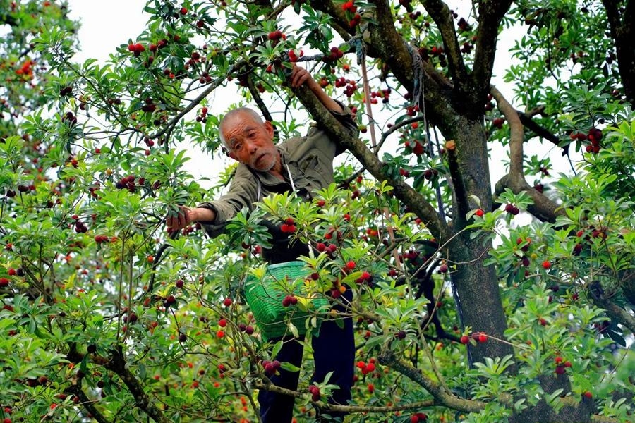 �㽭�ɾӣ���÷�t�r(sh��)÷�r(n��ng)��