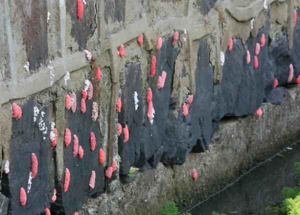 �㽭����ѳ��F(xi��n)���@�N�|��ǧ�f(w��n)�e�`ʳ��һֻ������6000�l�����x(ch��ng)