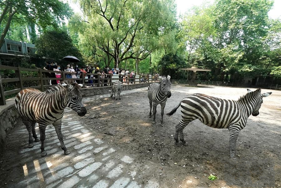 ��һС�L(zh��ng)�ه�(gu��)��(n��i)����1.15�|�˴γ���