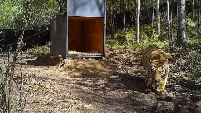 �҇��״γɹ����o���ŚwҰ���|����