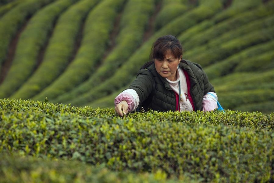 ���������ղɲ�æ