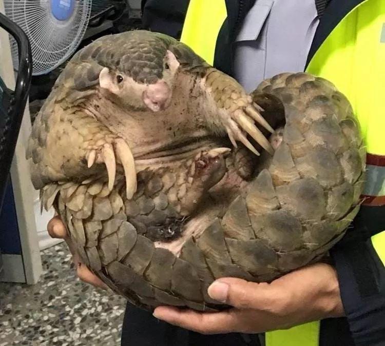 �п���Ҫ�ԡ���������һֻ���w��ɽ����һ����(n��i)6���D(zhu��n)�ֺ󱻶��ϲ�������